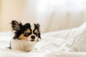 Dog Breeds That Are Perfect for Lazy Humans