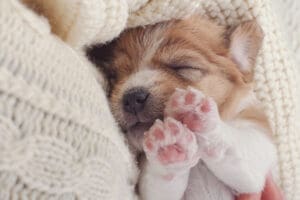 5 Ways to Keep Your Puppy’s Paws Clean