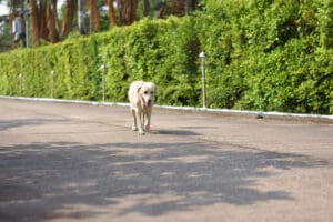 3 Tips To Ensure Your Puppy Never Gets Lost