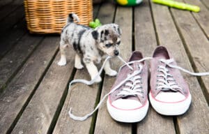 How to Stop Your Puppy From Chewing