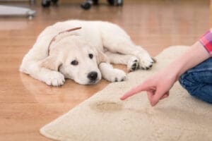 How to House Train Your Puppy in 7 Days