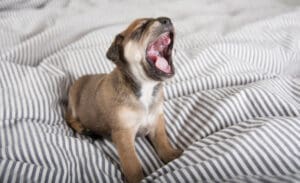 How Much Sleep Does Your Puppy Really Need?