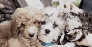 Petland Puppies Visit the Ann Storck Center