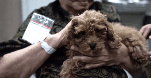 Petland Puppies Visit Adult Center