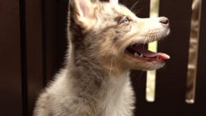 Petland Attends Dog Day Afternoon