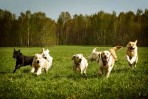 5 Best Puppy Breeds for Runners and Active People