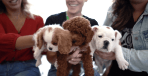 Petland Puppies at the WOW Center