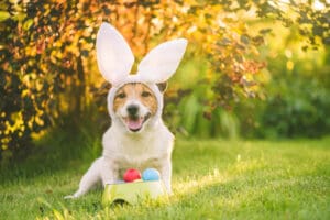 3 Ways to Celebrate Easter with Your Puppy