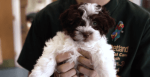 Petland Goes to Senior Community Center