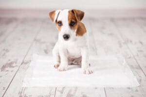 5 Ways You Can Puppy Proof Your House