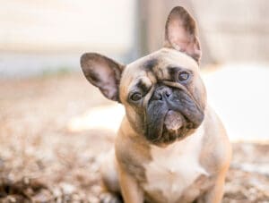 A Guide to Brachycephalic Dogs