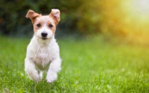 3 Ways To Greet Your Puppy