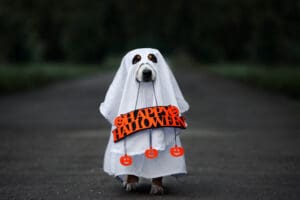 10 Hilarious Halloween Costumes For Your Puppy