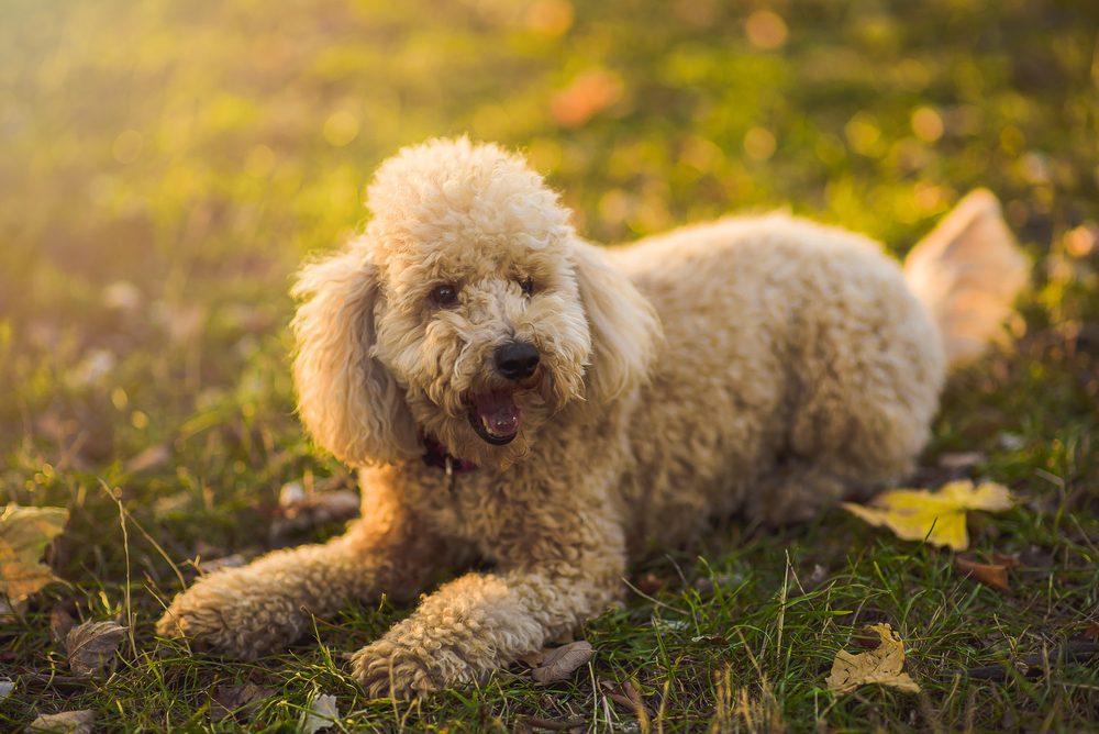 Petland Florida picture of cute Miniature Poodle laying on a field during sunset.