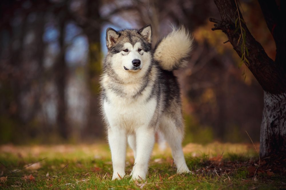 Petland Florida picture of Alaskan Malamute standing in a park while hiking.
