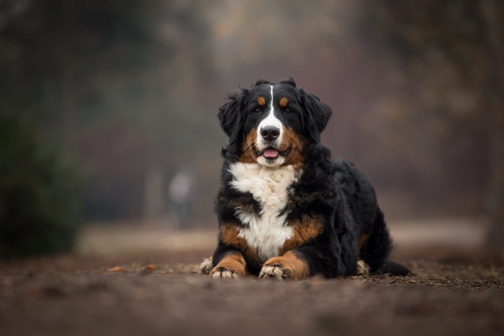 Petland Florida picture of cute Bernese Mountain Dog sitting on a dirt path while hiking.
