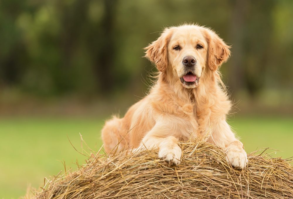 Petland Florida picture of a cute Golden Retriever sitting on a hay bale.
