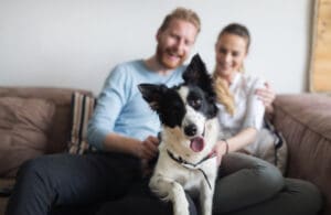How To Be A Responsible Pet Owner