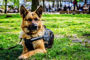 5 Inspiring K-9s for K-9 Veterans Day