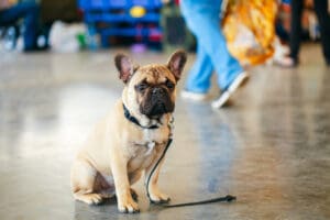 How To Find Your Lost Dog