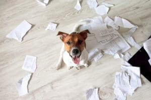 How To Puppy Proof Your House and Backyard