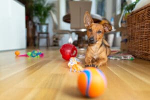 How to Choose the Right Toys for Your Dog
