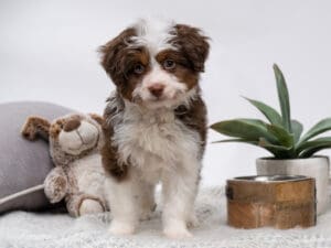 Mini Aussiedoodle: A Puppy You’ll Forever Love
