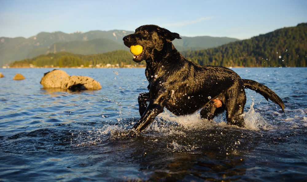 Petland Florida picture of Labrador Retriever dog running and fetching ball in the water. 