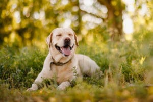 Labrador Retriever: A Puppy You’ll Forever Love