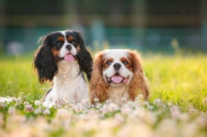 5 Best Dog Breeds That Don’t Bark