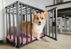 5 Best Dog Crates for Puppies
