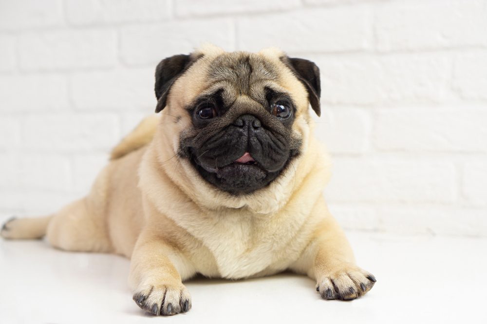 cute Pug puppy sitting with a white background. 