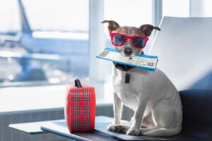 Traveling with Your Puppy: A Complete Guide on Tips