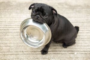 How To Train Your Puppies To Eat Solid Food