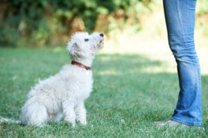The Pros and Cons of Dog Training Classes