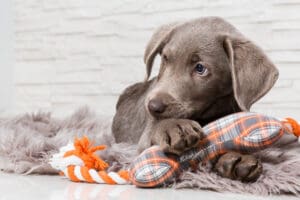 10 Best Toys for Teething Puppies