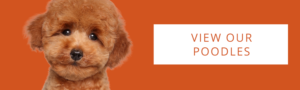 An orange banner of a Poodle puppy and a CTA button that reads "View Our Poodles" at Petland Florida.