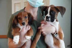 Petland Goes to Sodalis of Largo