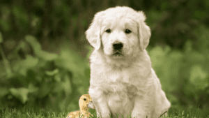 Top 6 Common Questions New Puppy Parents Ask