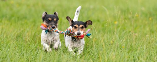 Two adorable Jack Russell Terrier puppies running across a field with toys in their mouths. 