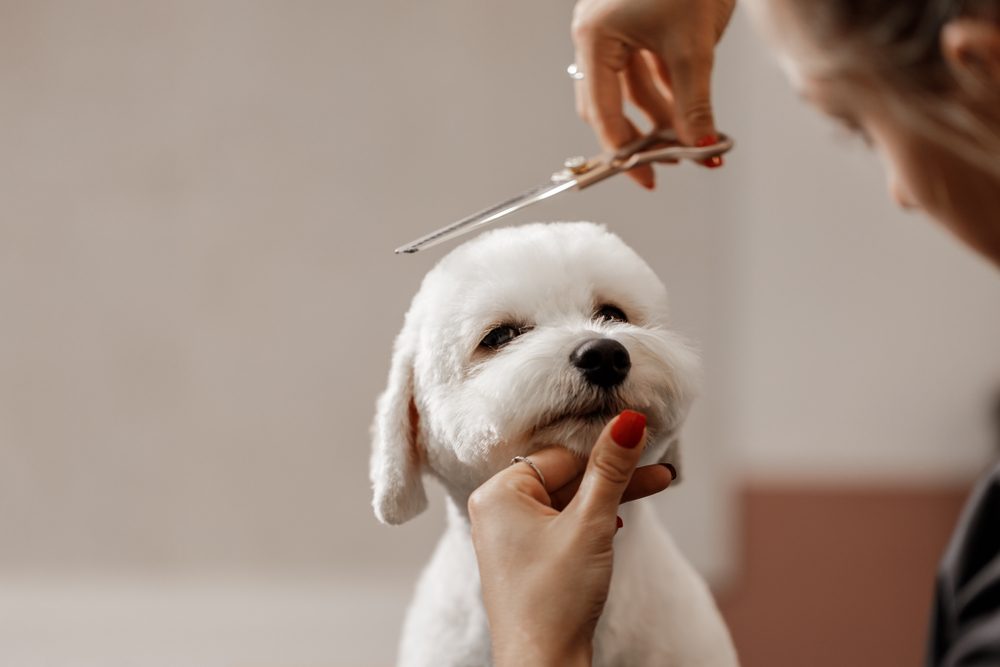 A cute Bichon Frise puppy gets a haircut from their owner.
