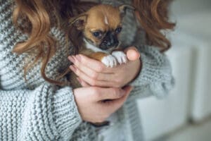8 Tips for First Time Dog Owners