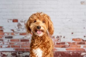 Goldendoodle: A Puppy You’ll Forever Love