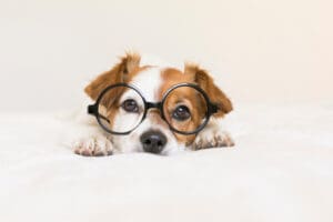 How Do Puppies See the World?
