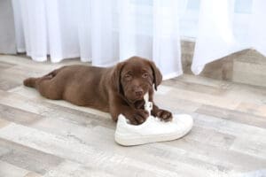 How to Correct 4 Common Puppy Behavior Problems