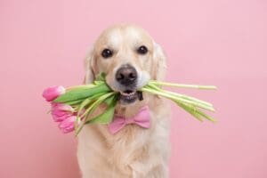 Happy Mother’s Day from Petland Florida