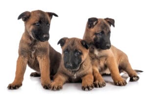 Belgian Malinois: A Puppy You’ll Forever Love