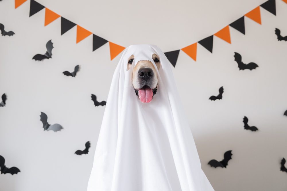 A yellow Labrador Retriever wears a white sheet to be a ghost for Halloween!