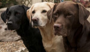 Owning a Labrador Retriever