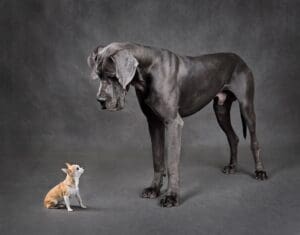 10 Reasons Why Owning a Great Dane Is the Best